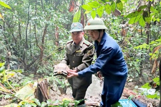 Thả động vật hoang dã về với môi trường tự nhiên tại Vườn quốc gia Phong Nha – Kẻ Bàng